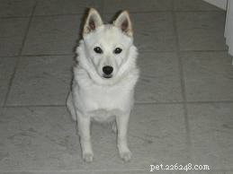American Eskimo Dog Mixes: Traits, Size, and Care Guide