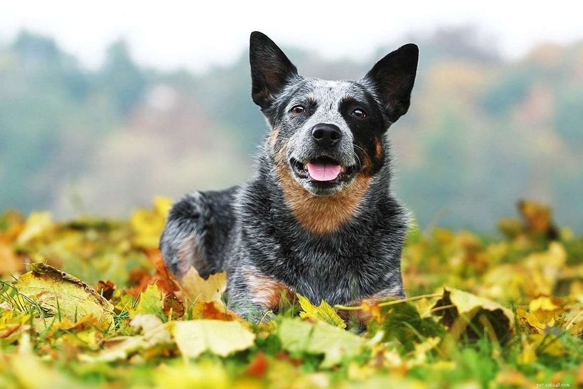 Explore 10 Iconic Australian Dog Breeds – With Photos