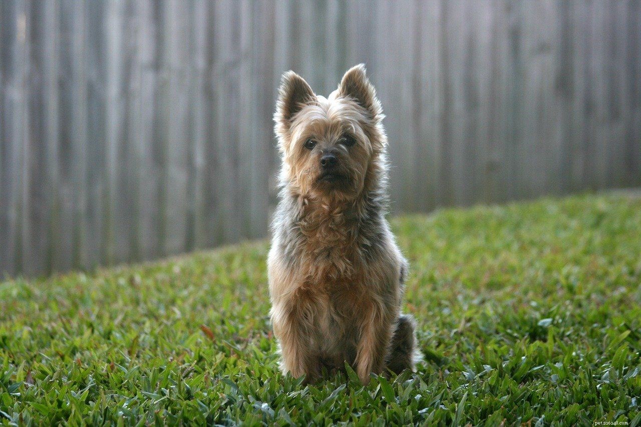 Explore 10 Iconic Australian Dog Breeds – With Photos