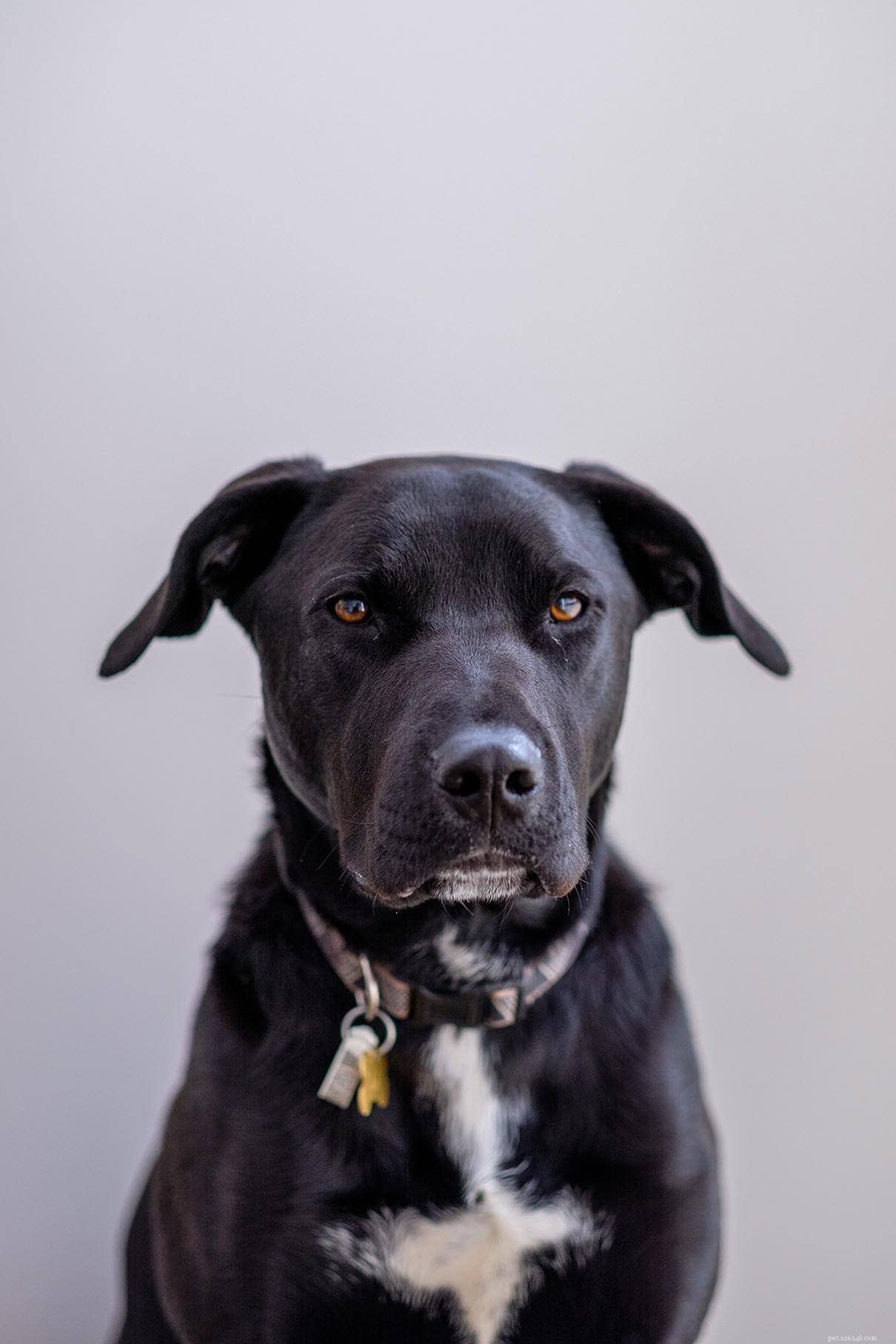 Explore 10 Iconic Australian Dog Breeds – With Photos