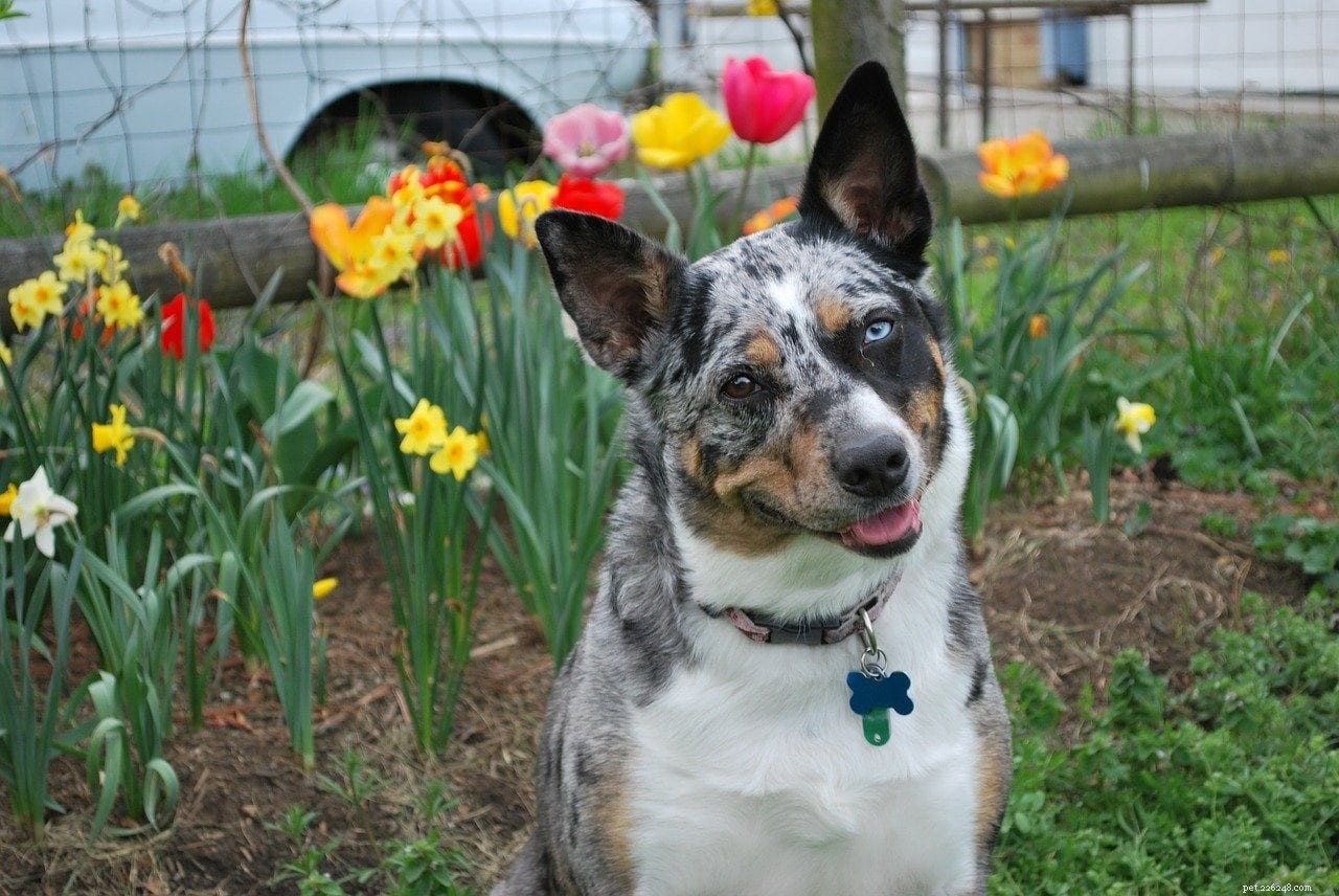 Explore 10 Iconic Australian Dog Breeds – With Photos