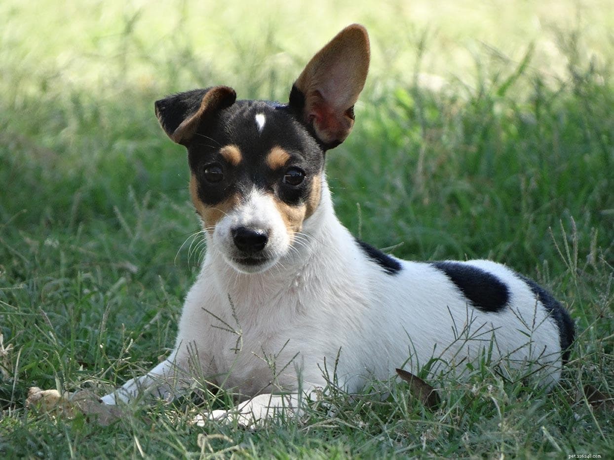 Explore 10 Iconic Australian Dog Breeds – With Photos
