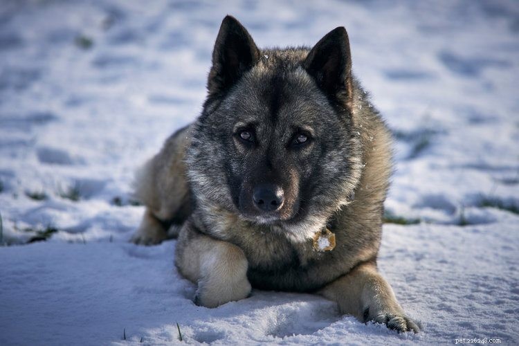 Top 90+ Dog Breeds: Guard Dogs, Family Favorites, and More – Find Your Perfect Match