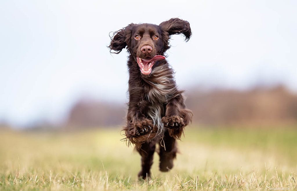 Top 90+ Dog Breeds: Guard Dogs, Family Favorites, and More – Find Your Perfect Match