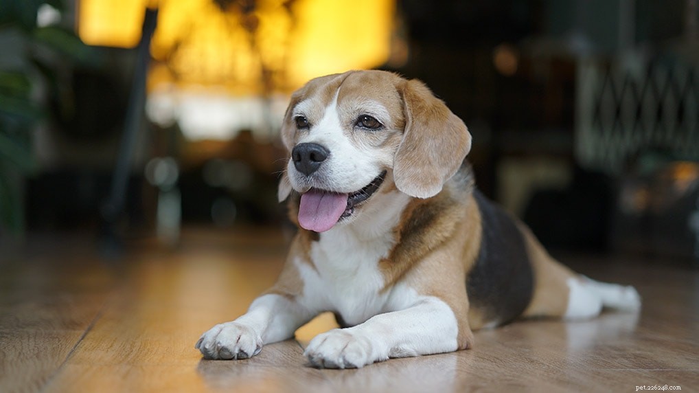 Top 90+ Dog Breeds: Guard Dogs, Family Favorites, and More – Find Your Perfect Match