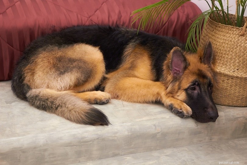Top 90+ Dog Breeds: Guard Dogs, Family Favorites, and More – Find Your Perfect Match