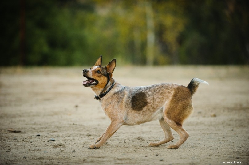 Top 90+ Dog Breeds: Guard Dogs, Family Favorites, and More – Find Your Perfect Match