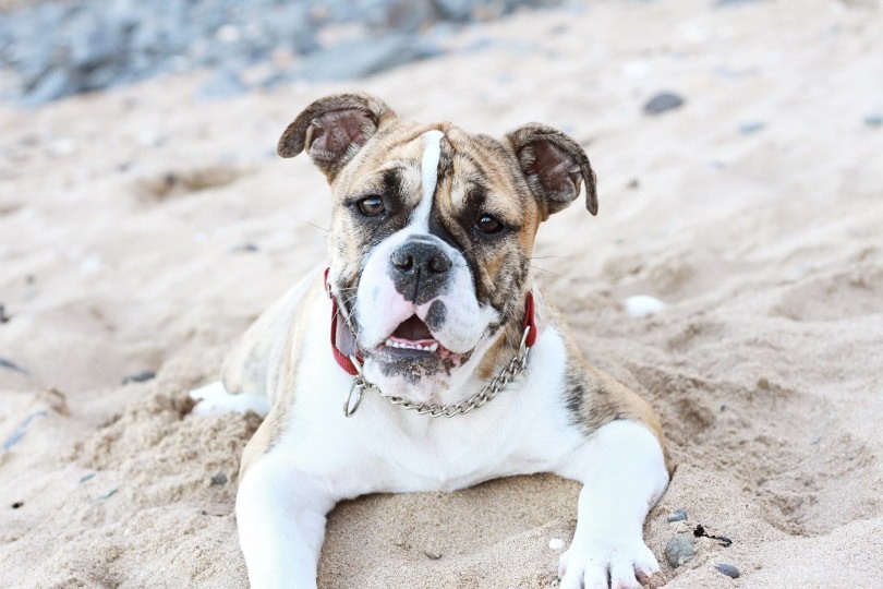 Top 90+ Dog Breeds: Guard Dogs, Family Favorites, and More – Find Your Perfect Match