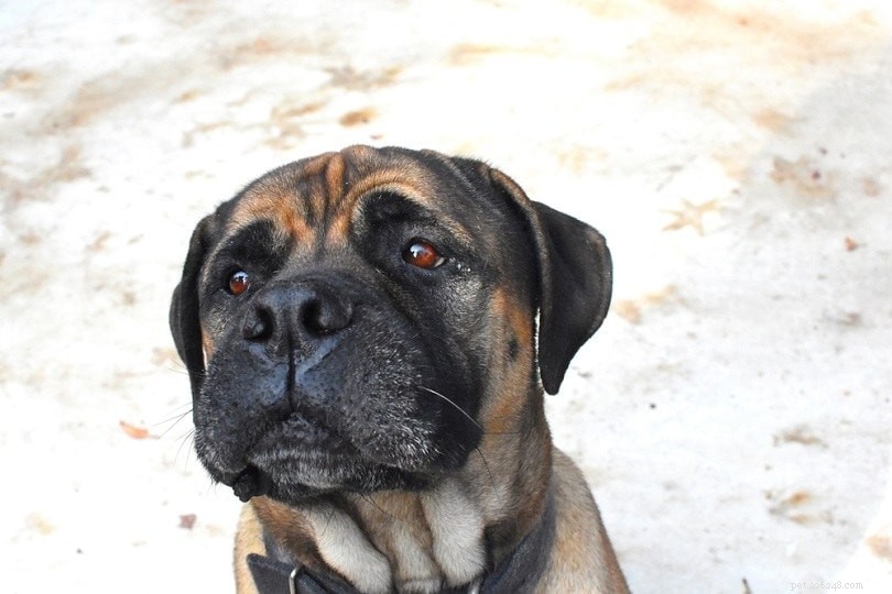 Top 90+ Dog Breeds: Guard Dogs, Family Favorites, and More – Find Your Perfect Match