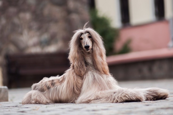 Top 90+ Dog Breeds: Guard Dogs, Family Favorites, and More – Find Your Perfect Match