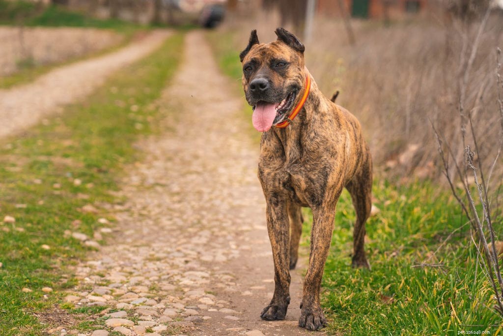 Top 90+ Dog Breeds: Guard Dogs, Family Favorites, and More – Find Your Perfect Match