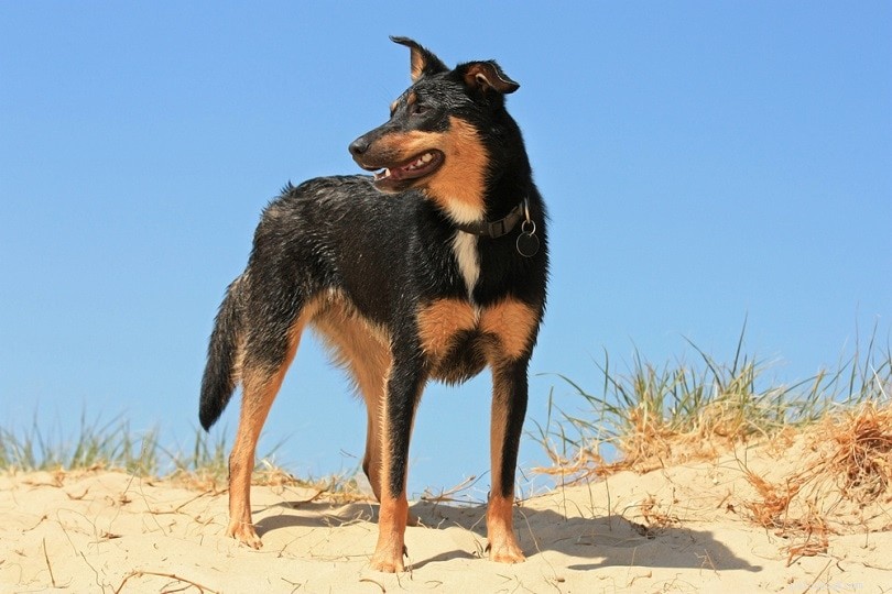 Top 90+ Dog Breeds: Guard Dogs, Family Favorites, and More – Find Your Perfect Match