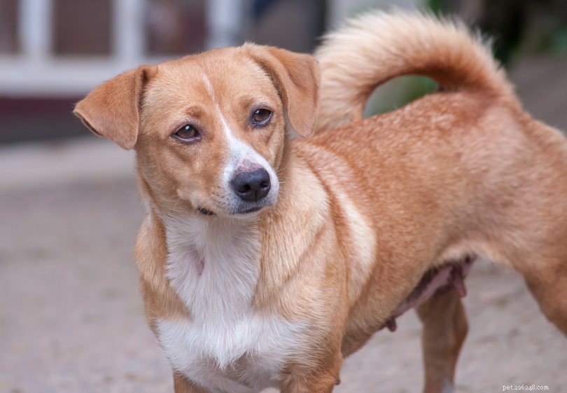 Top 90+ Dog Breeds: Guard Dogs, Family Favorites, and More – Find Your Perfect Match