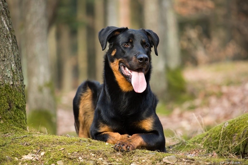 Top 90+ Dog Breeds: Guard Dogs, Family Favorites, and More – Find Your Perfect Match
