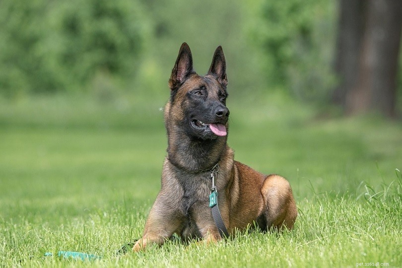 Top 90+ Dog Breeds: Guard Dogs, Family Favorites, and More – Find Your Perfect Match