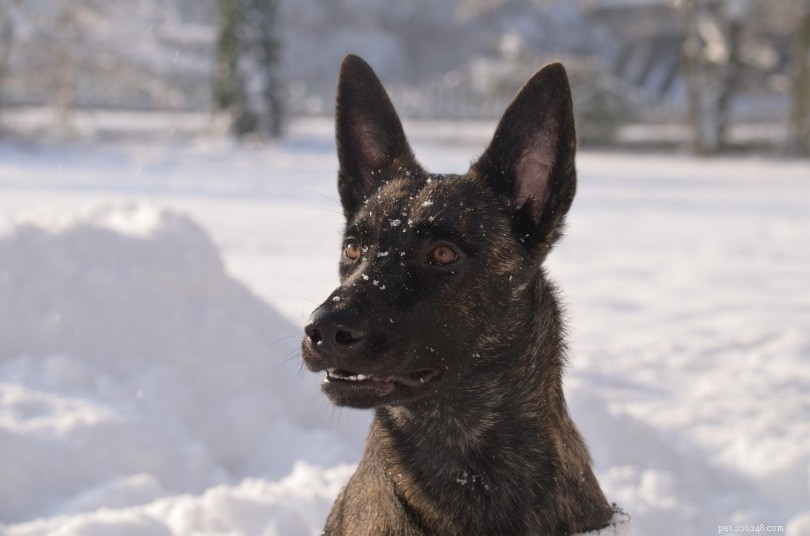 Top 90+ Dog Breeds: Guard Dogs, Family Favorites, and More – Find Your Perfect Match