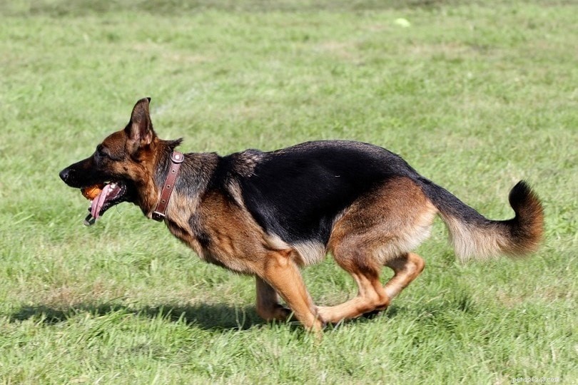 Top 90+ Dog Breeds: Guard Dogs, Family Favorites, and More – Find Your Perfect Match