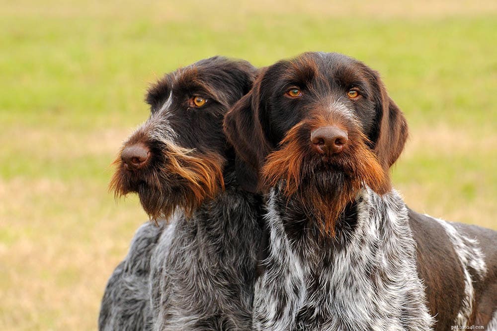 Top 90+ Dog Breeds: Guard Dogs, Family Favorites, and More – Find Your Perfect Match