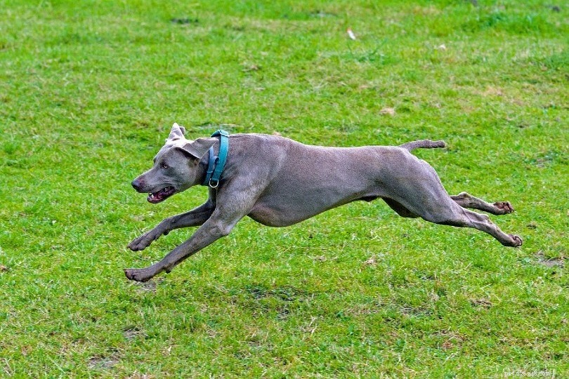 Top 90+ Dog Breeds: Guard Dogs, Family Favorites, and More – Find Your Perfect Match