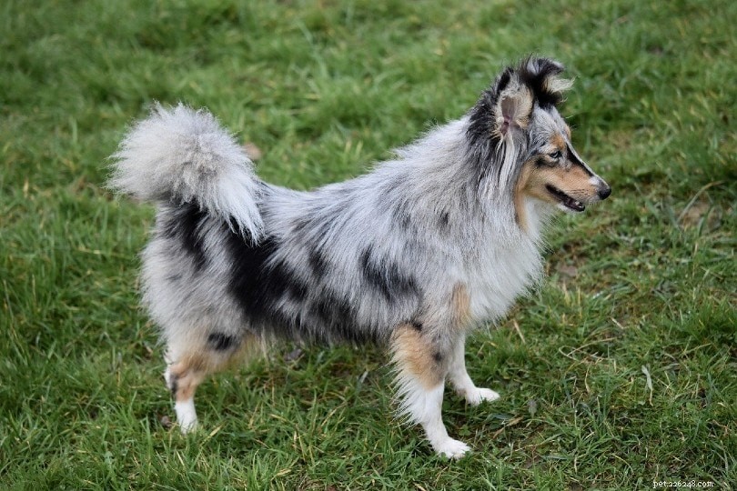 Top 90+ Dog Breeds: Guard Dogs, Family Favorites, and More – Find Your Perfect Match