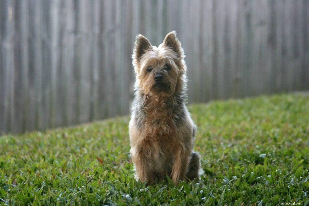 Top 90+ Dog Breeds: Guard Dogs, Family Favorites, and More – Find Your Perfect Match