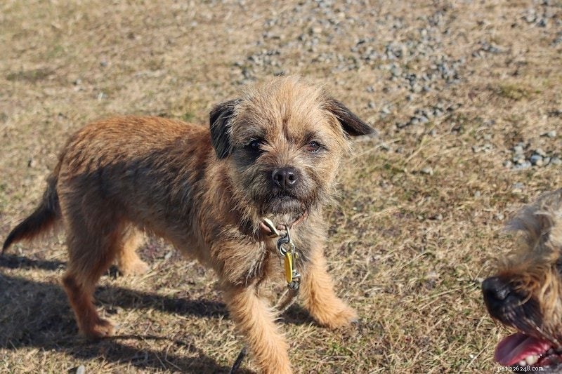 Top 90+ Dog Breeds: Guard Dogs, Family Favorites, and More – Find Your Perfect Match