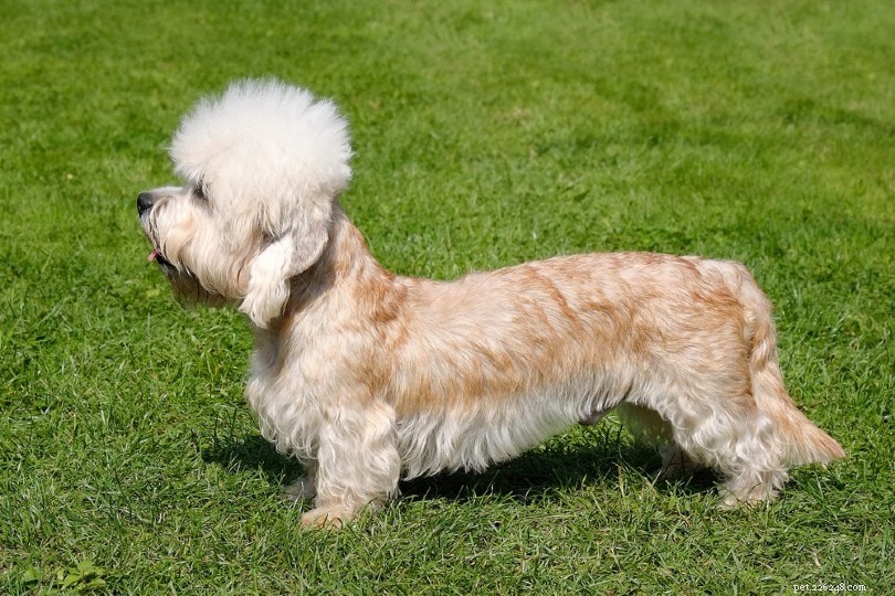 Top 90+ Dog Breeds: Guard Dogs, Family Favorites, and More – Find Your Perfect Match