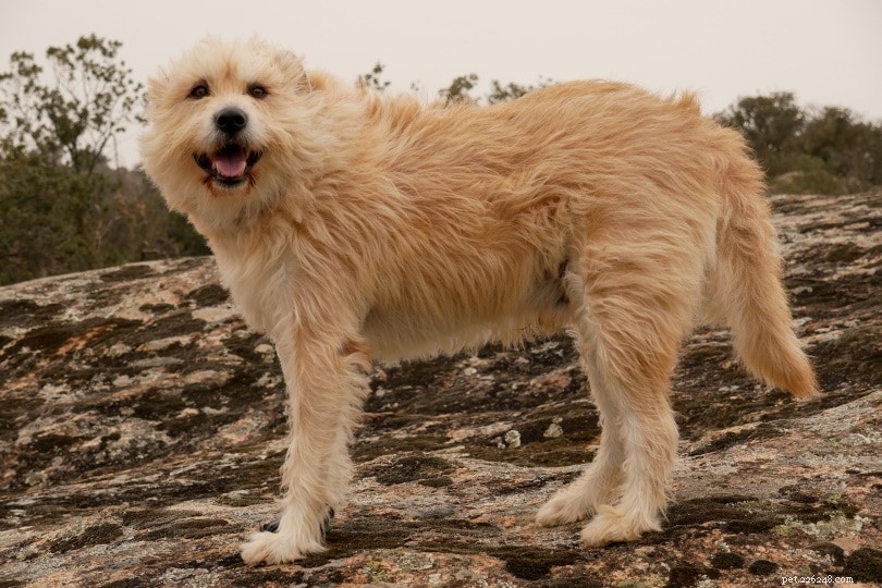 Top 90+ Dog Breeds: Guard Dogs, Family Favorites, and More – Find Your Perfect Match