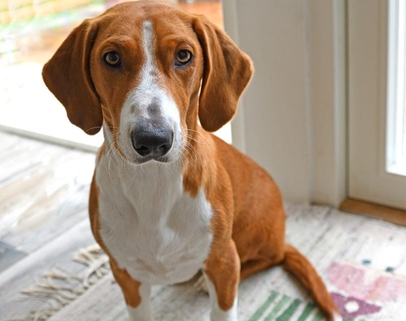 Top 90+ Dog Breeds: Guard Dogs, Family Favorites, and More – Find Your Perfect Match