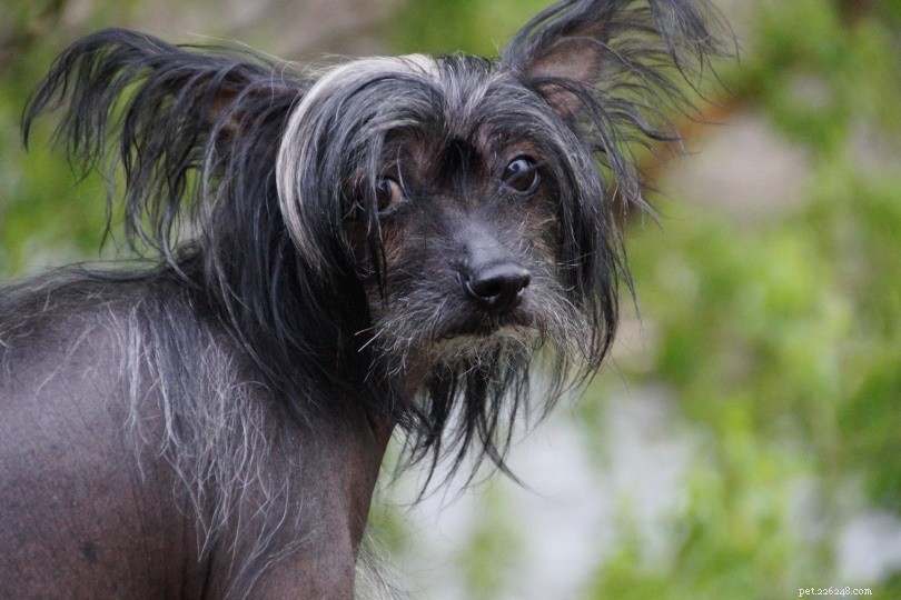 Top 90+ Dog Breeds: Guard Dogs, Family Favorites, and More – Find Your Perfect Match