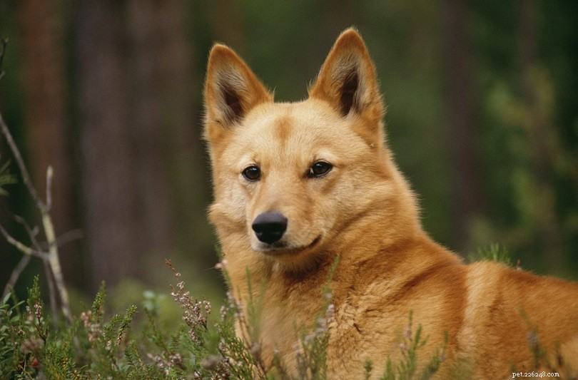 Top 90+ Dog Breeds: Guard Dogs, Family Favorites, and More – Find Your Perfect Match