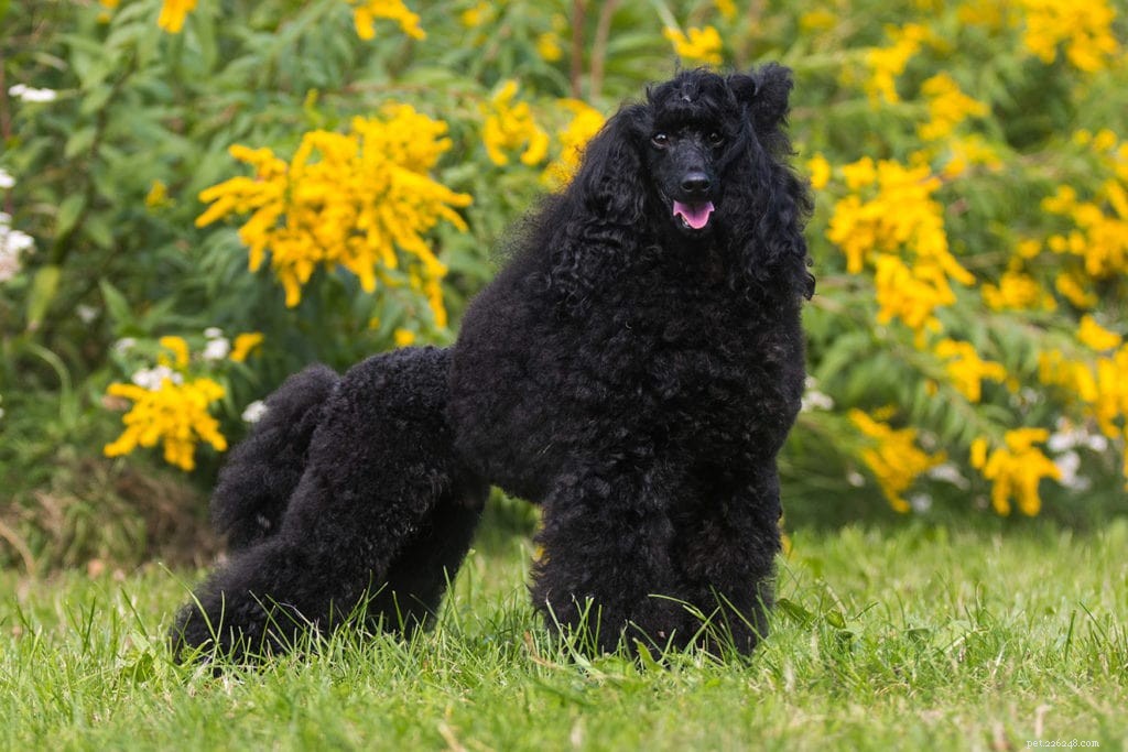 Top 90+ Dog Breeds: Guard Dogs, Family Favorites, and More – Find Your Perfect Match