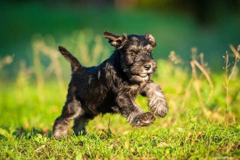 Top 90+ Dog Breeds: Guard Dogs, Family Favorites, and More – Find Your Perfect Match