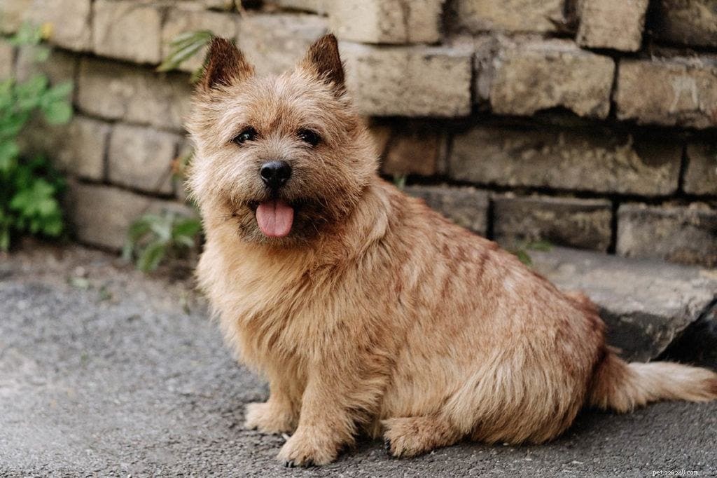 Top 90+ Dog Breeds: Guard Dogs, Family Favorites, and More – Find Your Perfect Match