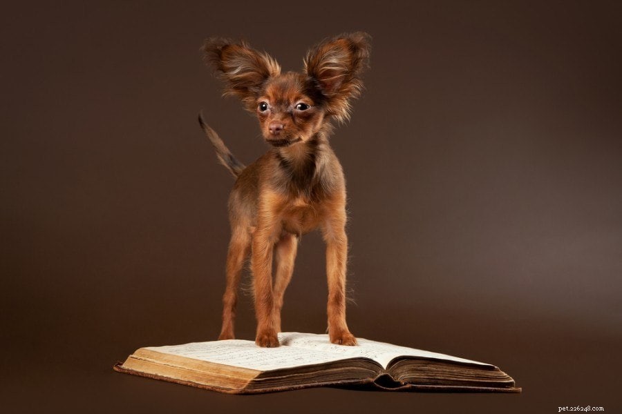 Top 90+ Dog Breeds: Guard Dogs, Family Favorites, and More – Find Your Perfect Match