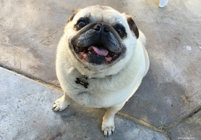 Top 90+ Dog Breeds: Guard Dogs, Family Favorites, and More – Find Your Perfect Match