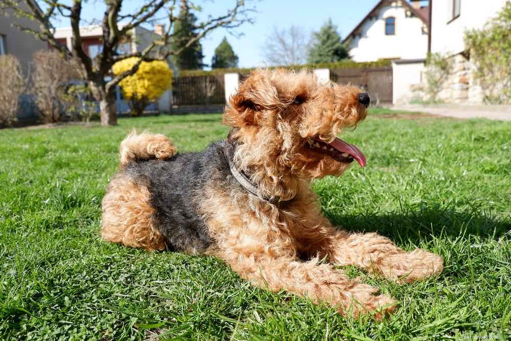 Top 90+ Dog Breeds: Guard Dogs, Family Favorites, and More – Find Your Perfect Match