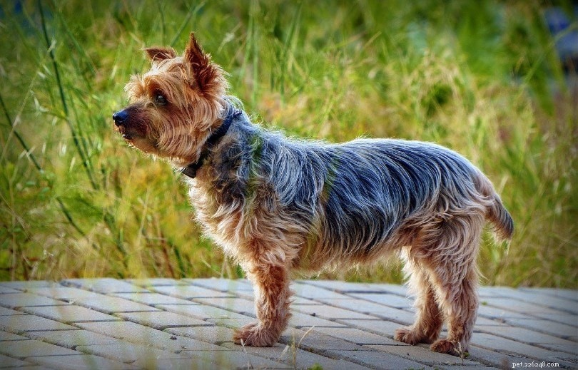 Top 90+ Dog Breeds: Guard Dogs, Family Favorites, and More – Find Your Perfect Match