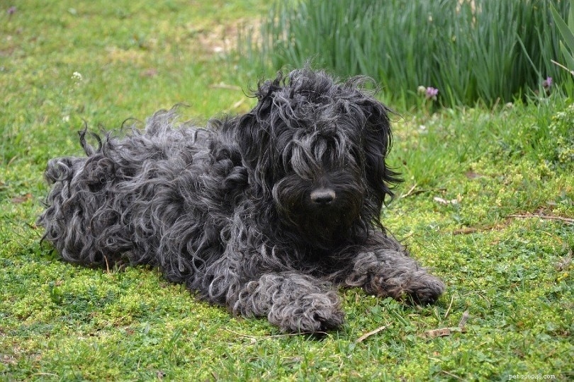 Explore 10 Stunning Black Dog Breeds – Big, Small, Fluffy & Sleek