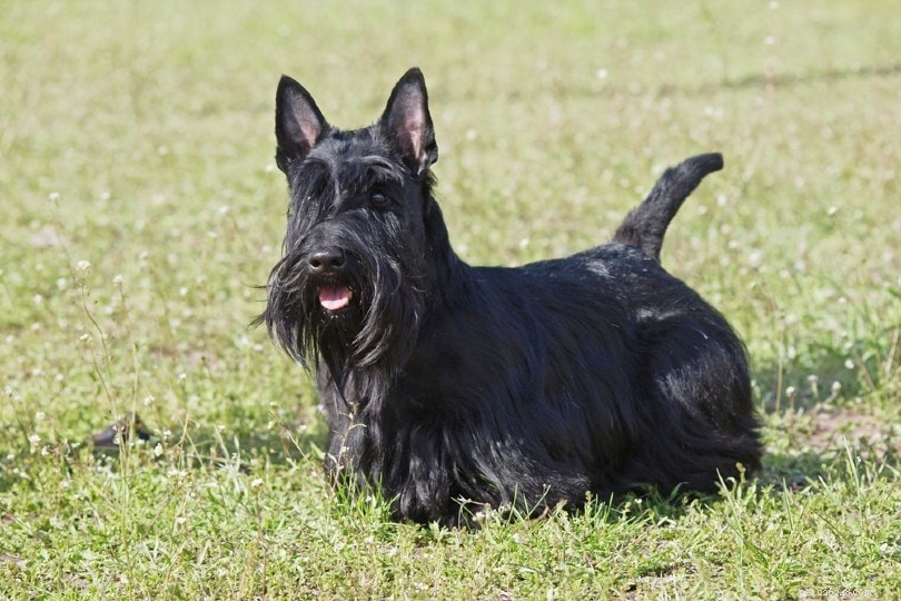 Explore 10 Stunning Black Dog Breeds – Big, Small, Fluffy & Sleek