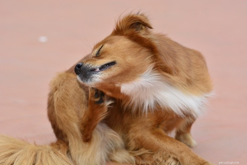 Malassezia Dermatitis in Dogs: Causes, Treatments & Prevention