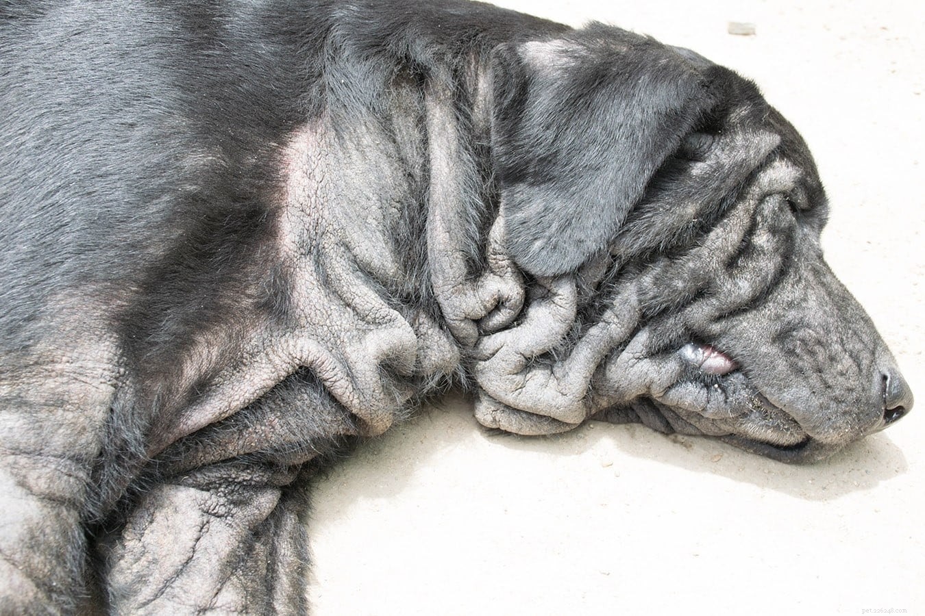 Malassezia Dermatitis in Dogs: Causes, Treatments & Prevention