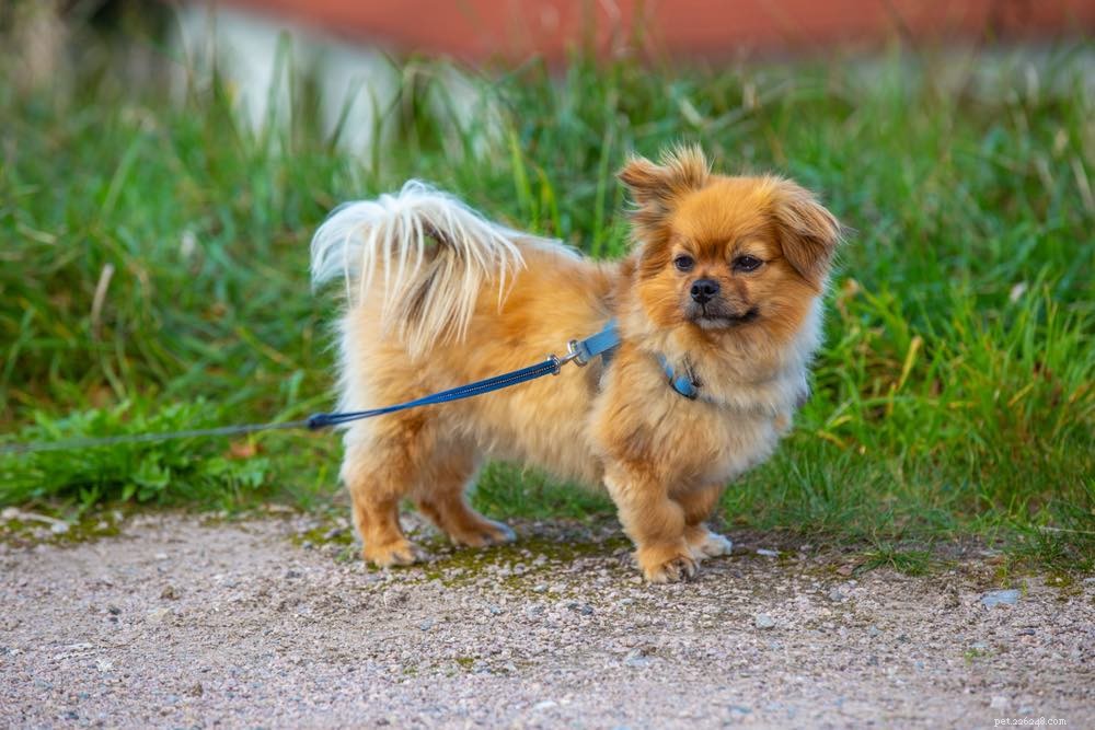 Discover 100+ Amazing Hybrid Dog Breeds – Perfect for Every Home (Illustrated)