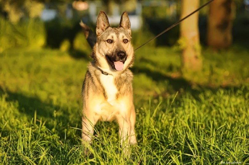 Discover 100+ Amazing Hybrid Dog Breeds – Perfect for Every Home (Illustrated)