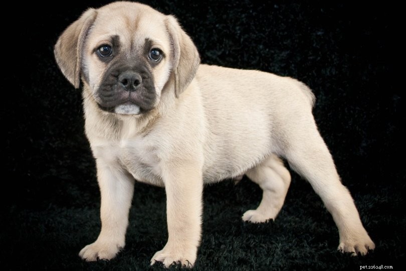 Discover 100+ Amazing Hybrid Dog Breeds – Perfect for Every Home (Illustrated)