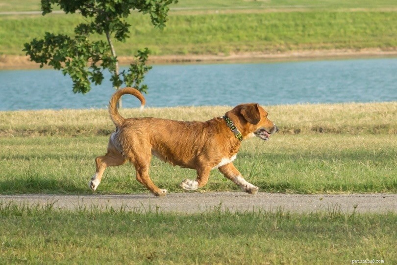 Discover 100+ Amazing Hybrid Dog Breeds – Perfect for Every Home (Illustrated)