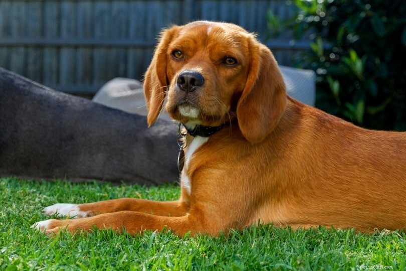 Discover 100+ Amazing Hybrid Dog Breeds – Perfect for Every Home (Illustrated)