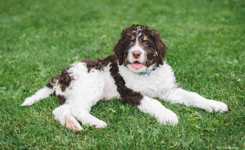 Discover 100+ Amazing Hybrid Dog Breeds – Perfect for Every Home (Illustrated)