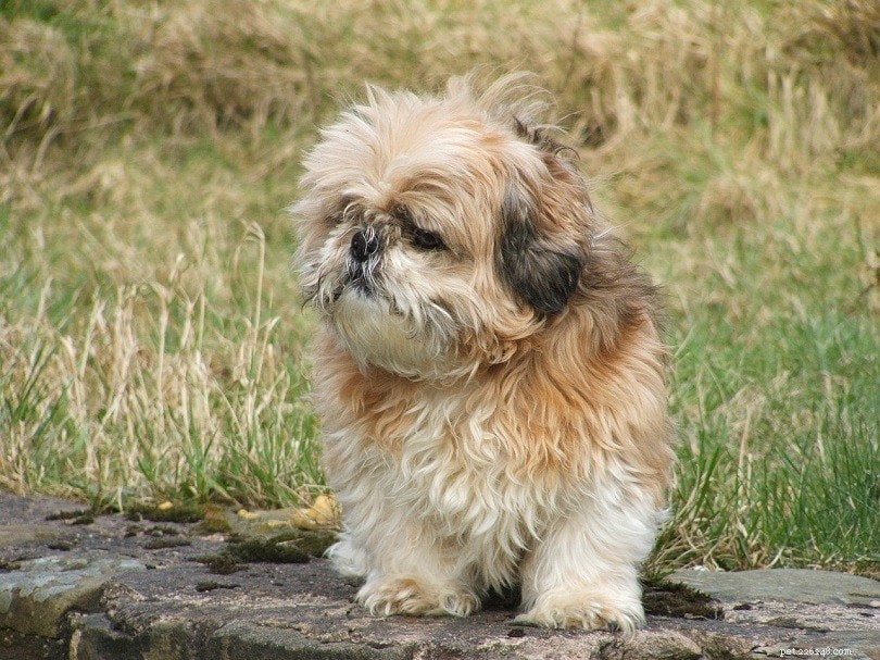 Discover 100+ Amazing Hybrid Dog Breeds – Perfect for Every Home (Illustrated)