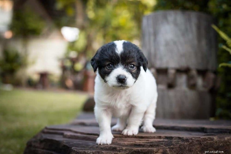 Discover 100+ Amazing Hybrid Dog Breeds – Perfect for Every Home (Illustrated)